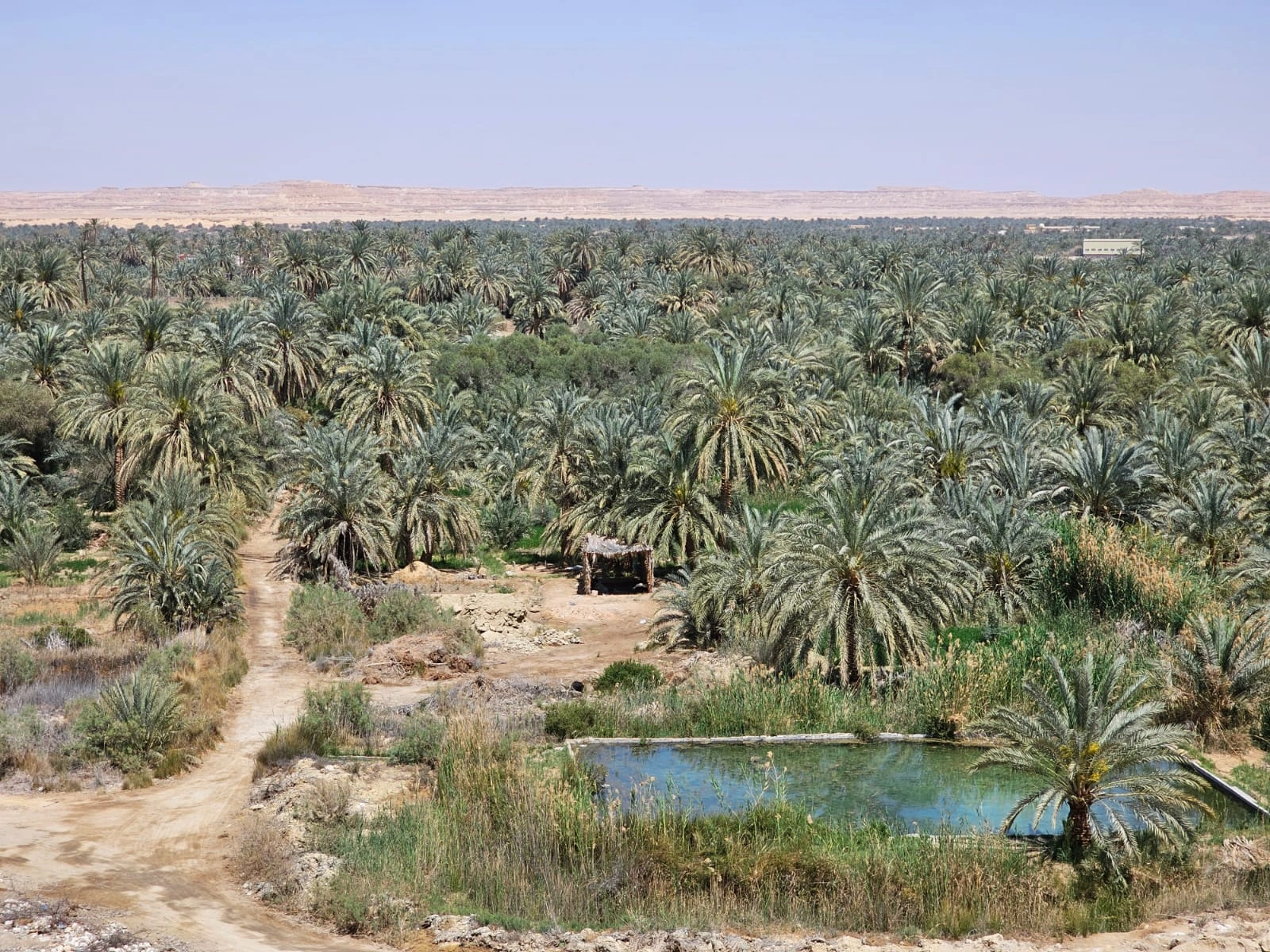 Private Expedition: The Wonders of Siwa Oasis